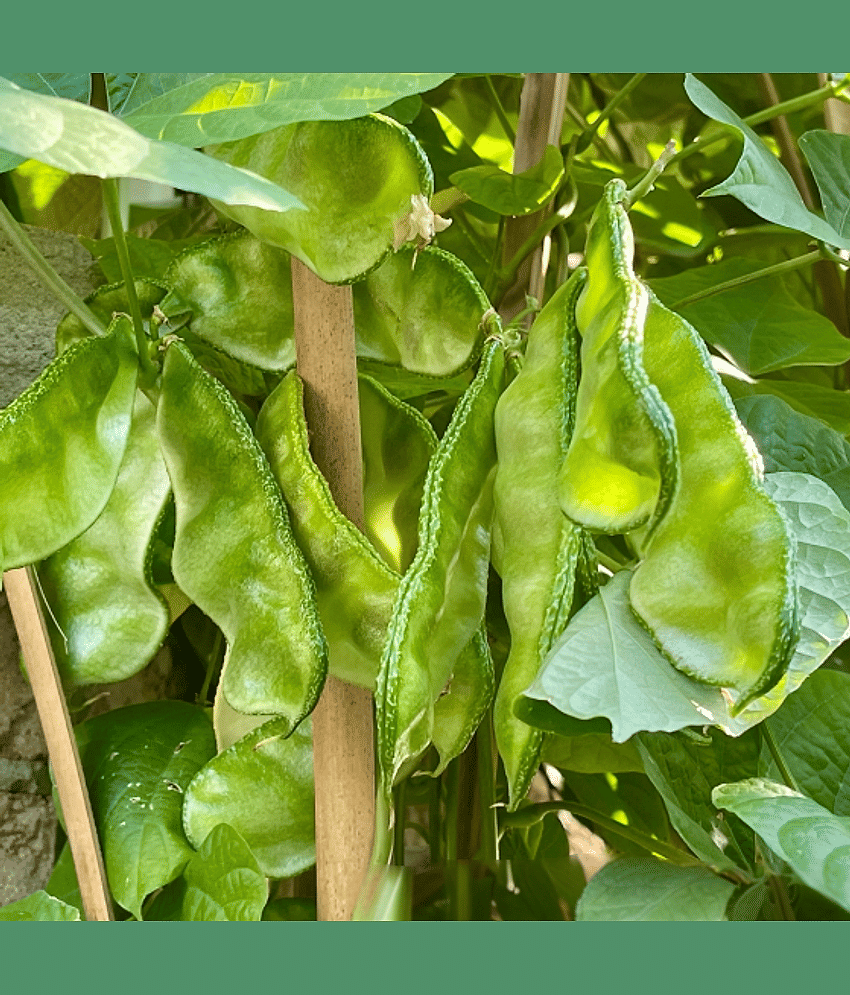 Jignisha Seeds Surti Papdi Vegetable ( 30 Seeds )