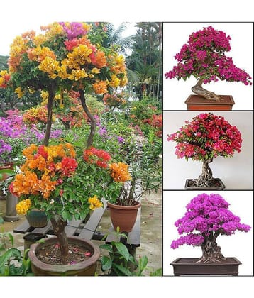 Mixed Color Miniature Bougainvillea Flower Plant Seeds Home Garden Décor 40 seeds