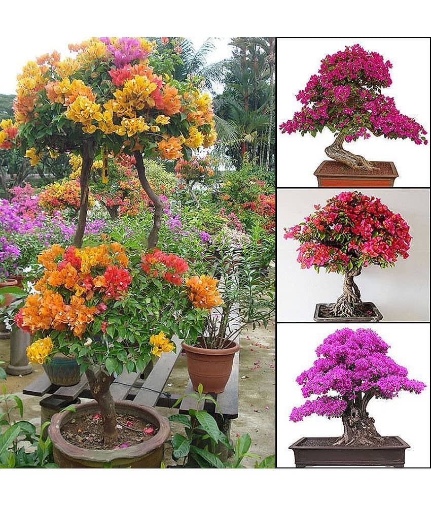 Mixed Color Miniature Bougainvillea Flower Plant Seeds Home Garden Décor 40 seeds