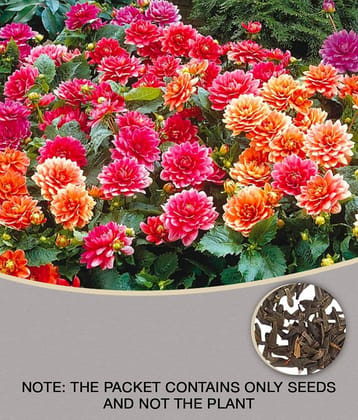 homeagro - Dahlia Mixed Flower ( 25 Seeds )