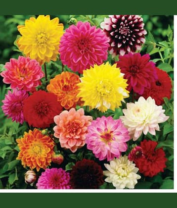 homeagro - Dahlia Mixed Flower ( 20 Seeds )