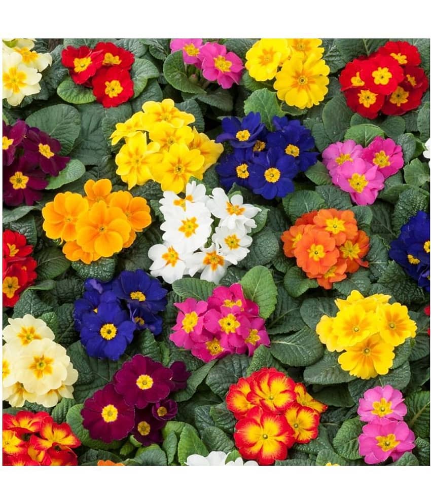 Rambo Primrose Mixed Flower Hybrid Seeds