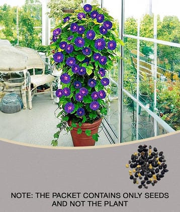 CLASSIC GREEN EARTH Iphomia F1 mix flower seeds Pack of 20 with growing cocopeat