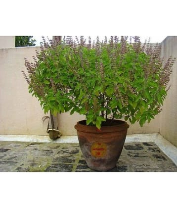 Tulsi plant seeds - Ram tulsi seeds- krishna Tulsi seeds - Ocimum sanctum seeds - Holy Basil seeds, Tusli, Tulasi, Madura-tala â Tulshi seeds â 50 seeds