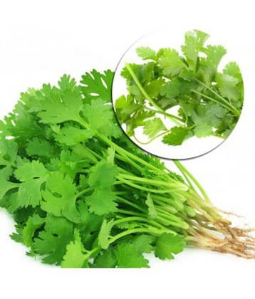 shiv seed - Coriander (Dhaniya) Quality Seeds - Pack of 100 Premium Seeds