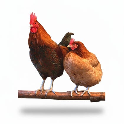 Fresh Poultry - 1 kg - 1kg pack