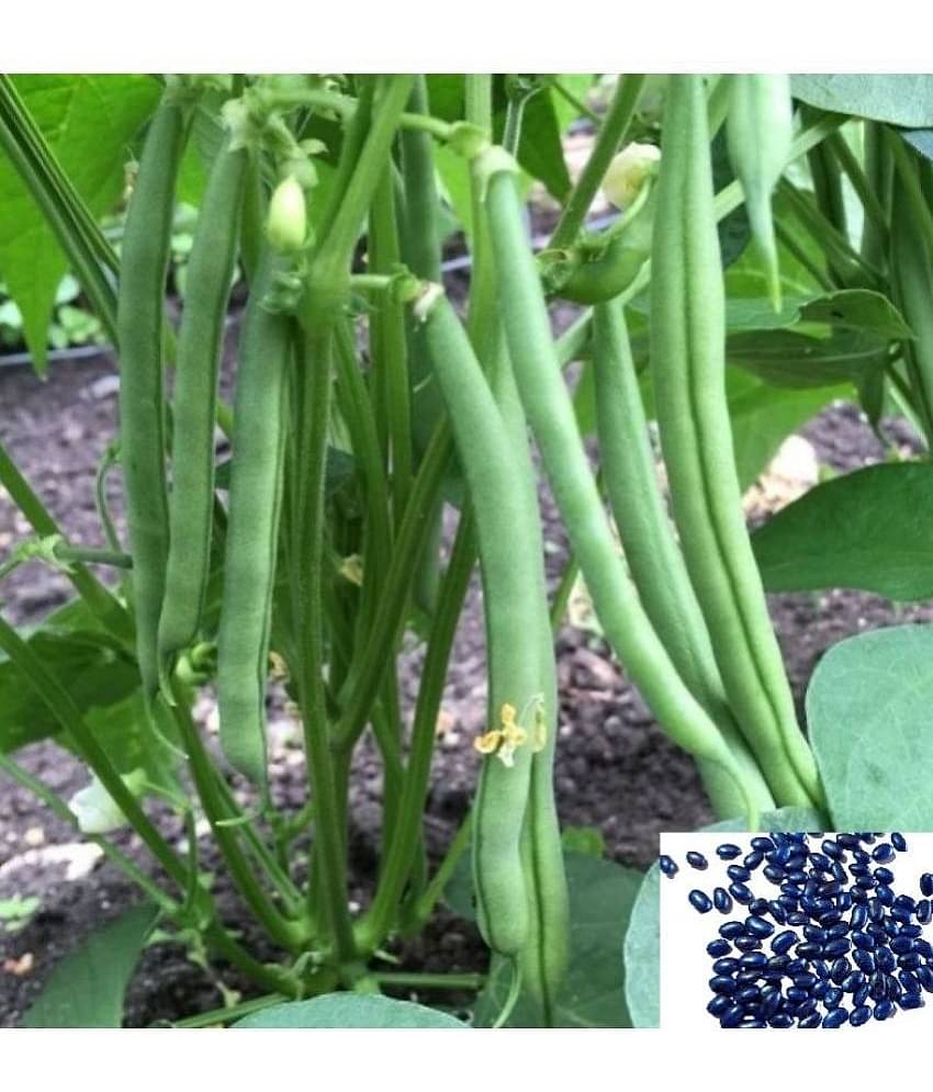 HN organic seed Beans Vegetable ( 50 Seeds )