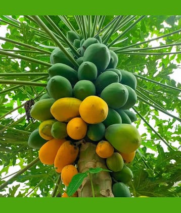 Jignisha Seeds Hybrid Papaya (Red Lady) Fruit ( 50 Seeds )