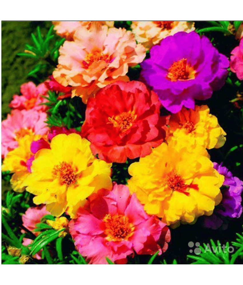 Portulaca mixed flower seeds( 50 seeds)