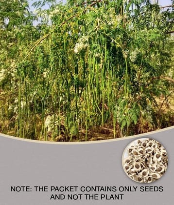 DrumStick (Sarghvo) PKM1 Moringa | Drumstick Vegetable |  Moringa Oleifera | ÃÂ&nbsp;ÃÂ¤ÃÂ¸ÃÂ&nbsp;ÃÂ¤ÃÂ¹ÃÂ&nbsp;ÃÂ¤ÃÂÃÂ&nbsp;ÃÂ¤ÃÂ¨