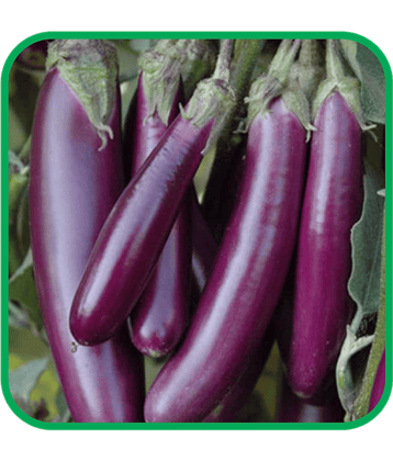 Aero Seeds Brinjal Purple Long Pack of 50 Seeds