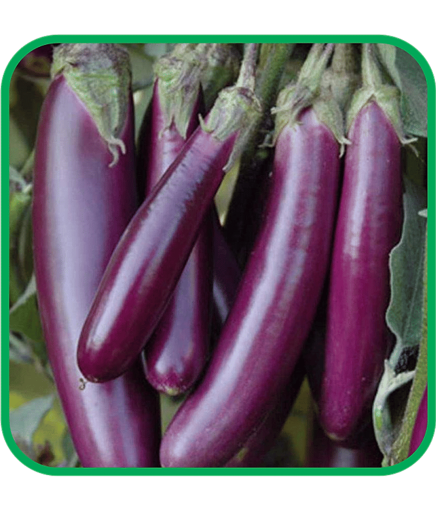 Aero Seeds Brinjal Purple Long Pack of 50 Seeds