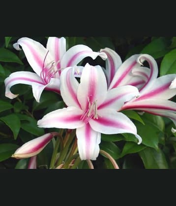 homeagro - Amaryllis Flower ( 5 Seeds )