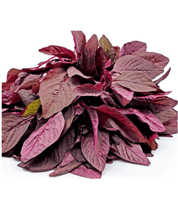 Joycity Amaranthus Red Organic Vegetable Seeds Seed (1000+ Seeds)