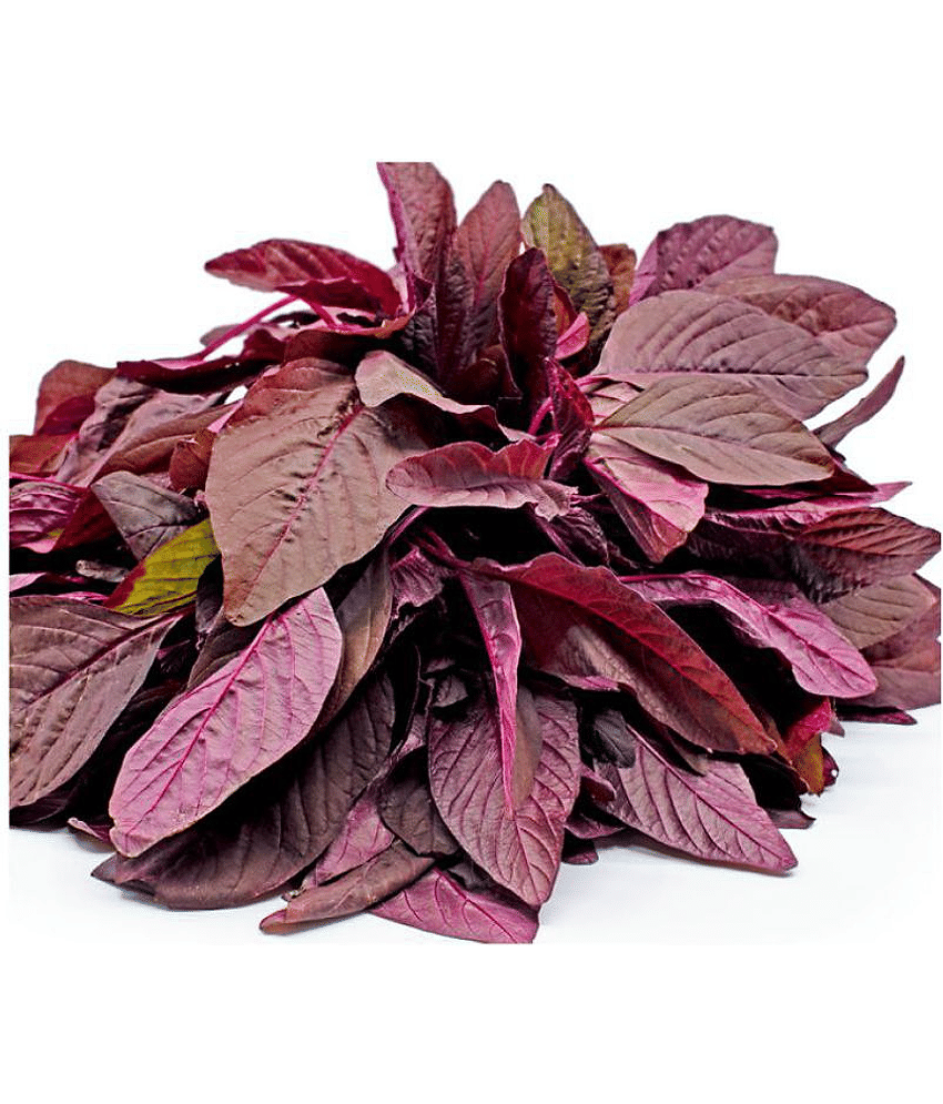 Joycity Amaranthus Red Organic Vegetable Seeds Seed (1000+ Seeds)