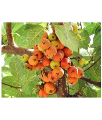 SHOP 360 GARDEN Ficus racemosa, Cluster fig tree, Indian fig tree, Goolar (gular) fig, Atti Fruit Seeds For Gardening - Pack of 5 grams seeds
