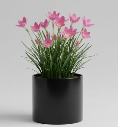 Rain Lily