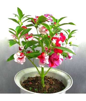 homeagro - Balsam Mixed Flower ( 25 Seeds )