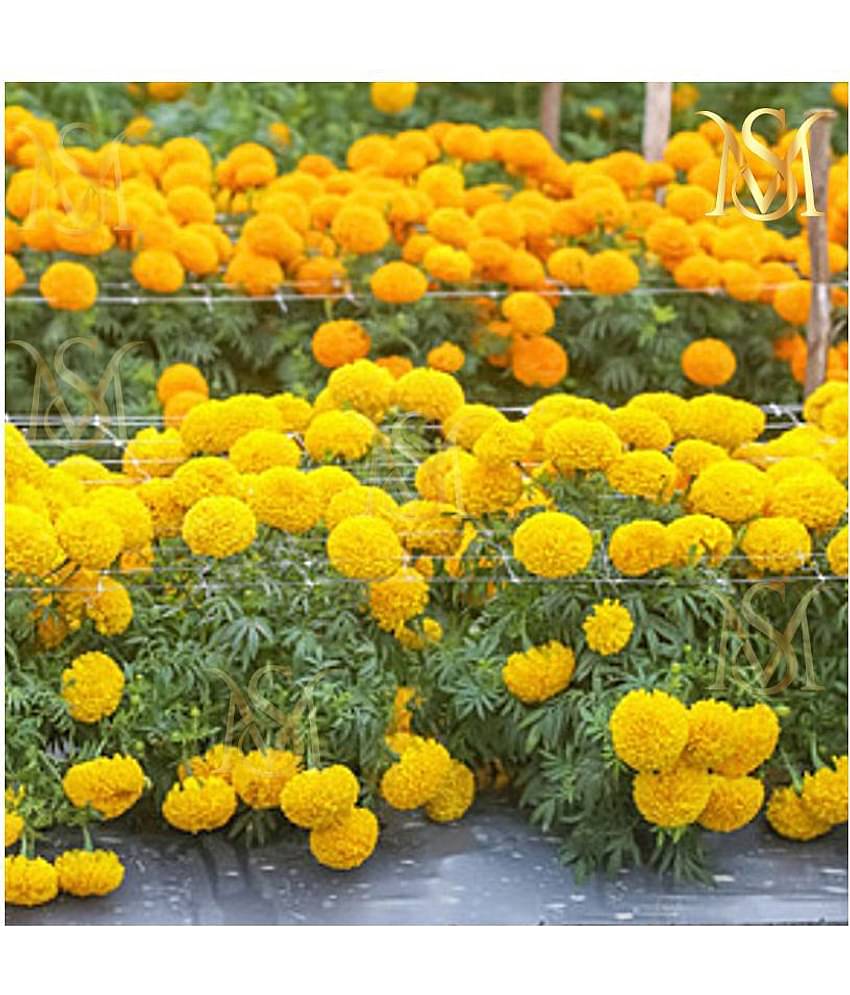 MS. Marigold Seeds MIX 30 seeds