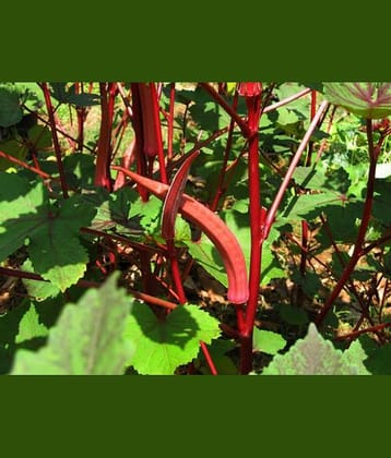 homeagro - Lady Finger Vegetable ( 50 Seeds )