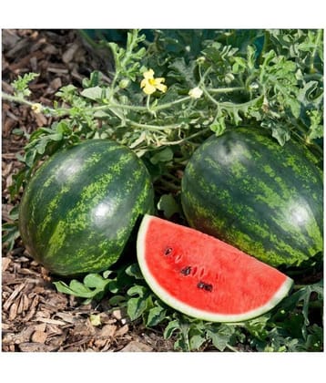 Summer Watermelon Fruit Seed - 50 Seeds Pack + Instruction Manual