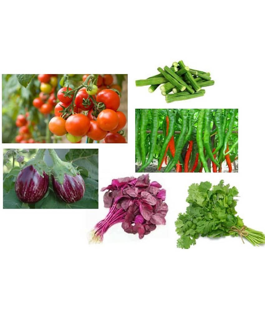 Organic Vegetable Seeds Combo offer- TOMATO,BRINJAL,CHILLI,SPINACH,CORIANDER,DRUMSTICK-EACH 100SEEDS
