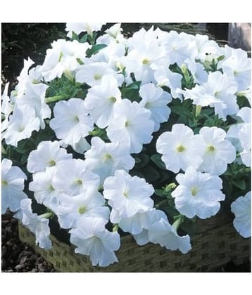 white Petunia Variety Flower Seeds,Rarest Variety - Garden Flower Seeds Pack 100 seeds
