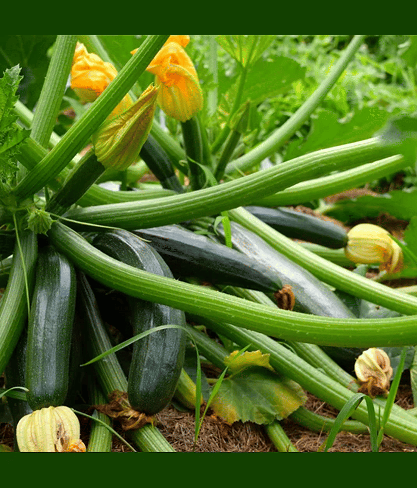 PARTHVA SEEDS Zucchini Vegetable ( 10 Seeds )