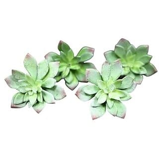 De Gardenia 4 Pc Succulent Heads Small Mini Plants Exquisite Faux Plant Add Charm to Your Home Perfect for Gifting Office Decor Farmhouse and Office Desk Withouth Pot (4 Green 2)