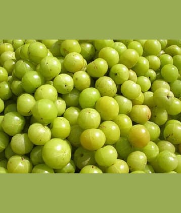 Amla Plant Seeds , Indian gooseberry ,Amalaka, Phyllanthus emblica,Nilli, Aonla Seeds Pack of 30