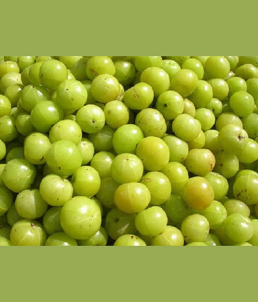 Amla Plant Seeds , Indian gooseberry ,Amalaka, Phyllanthus emblica,Nilli, Aonla Seeds Pack of 30