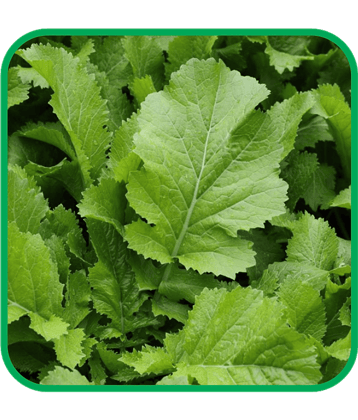 Aero Seeds Mustard Pack of 500 Seeds