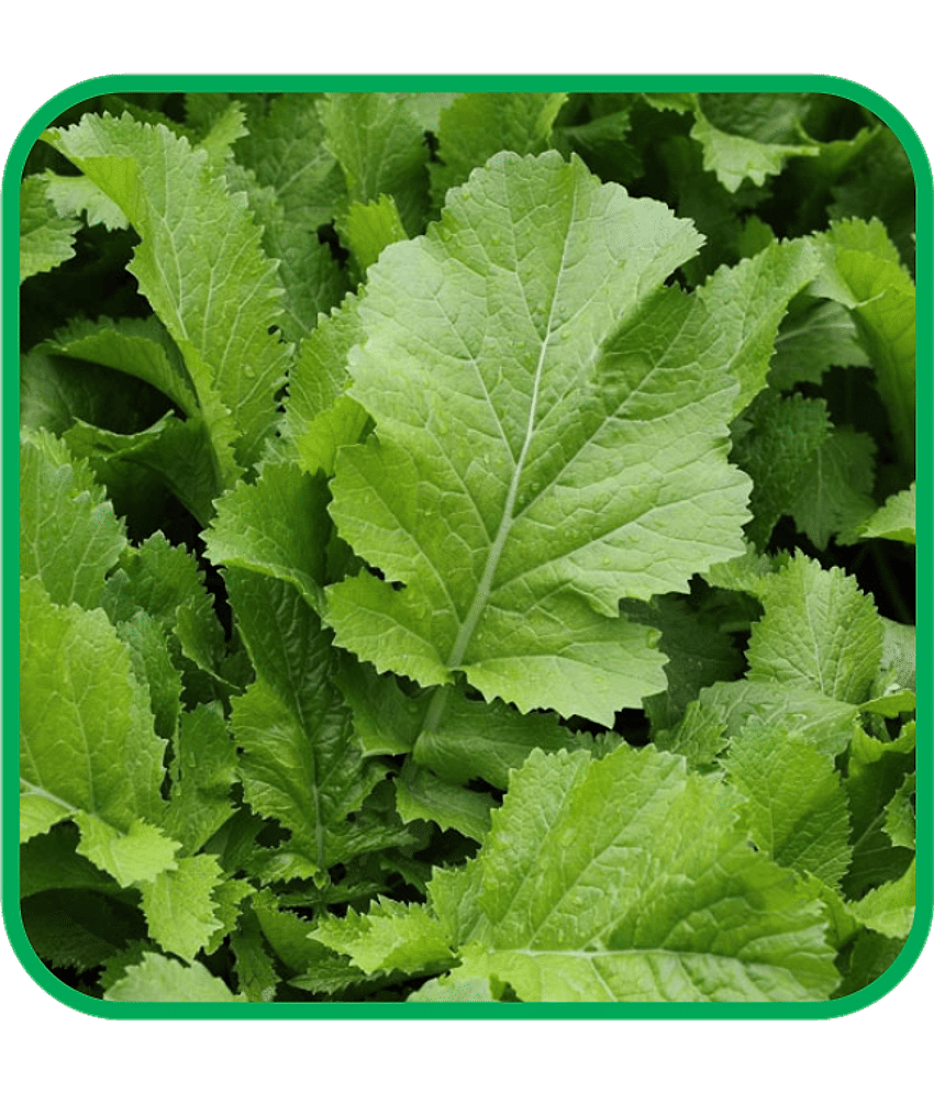 Aero Seeds Mustard Pack of 500 Seeds