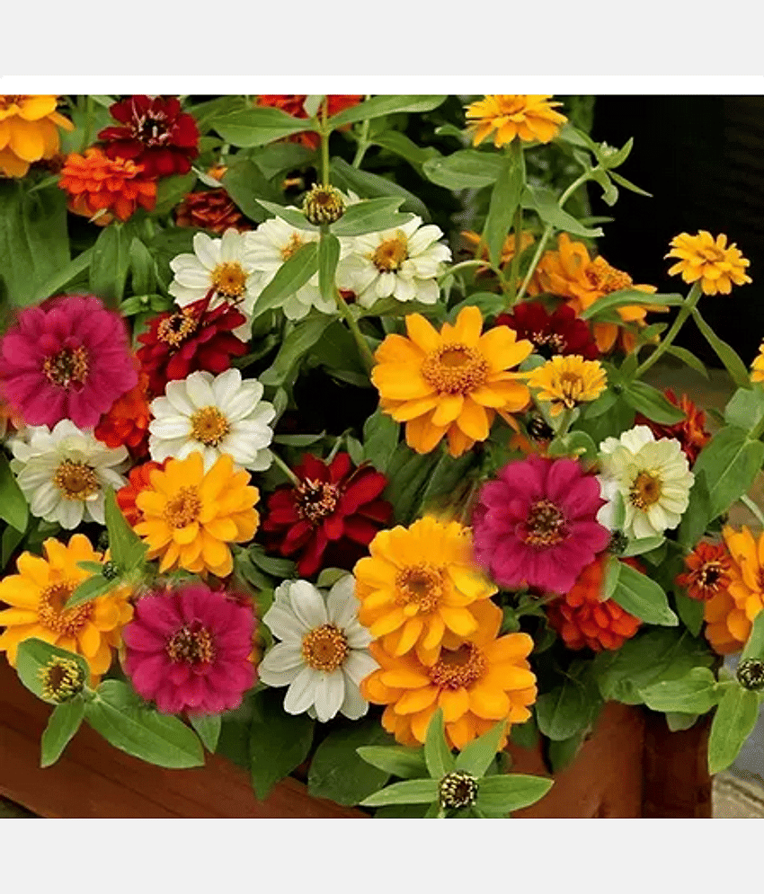 CLASSIC GREEN EARTH - Zinnia Mixed Flower ( 25 Seeds )