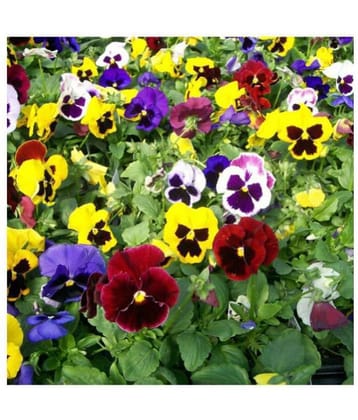 R-DRoz Pansy Flowers Mixed Colour Advance Seeds - Pack of 50 Premium Exotic Seeds