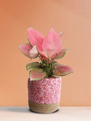 Aglaonema Pink Anjamani (Medium)
