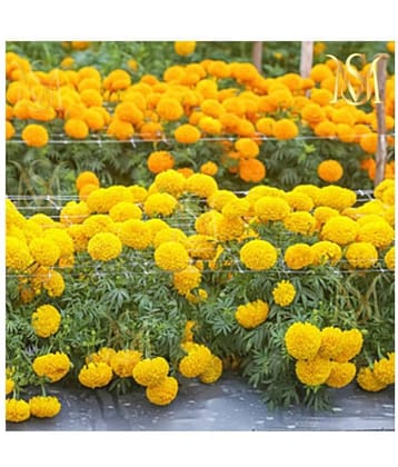 sky star agro & co. - African Marigold Flower ( 50 Seeds )