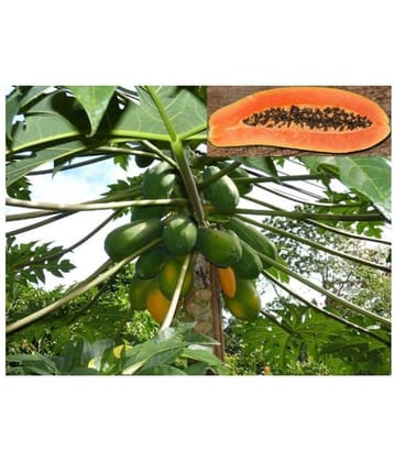 Papaya Fruit Seeds