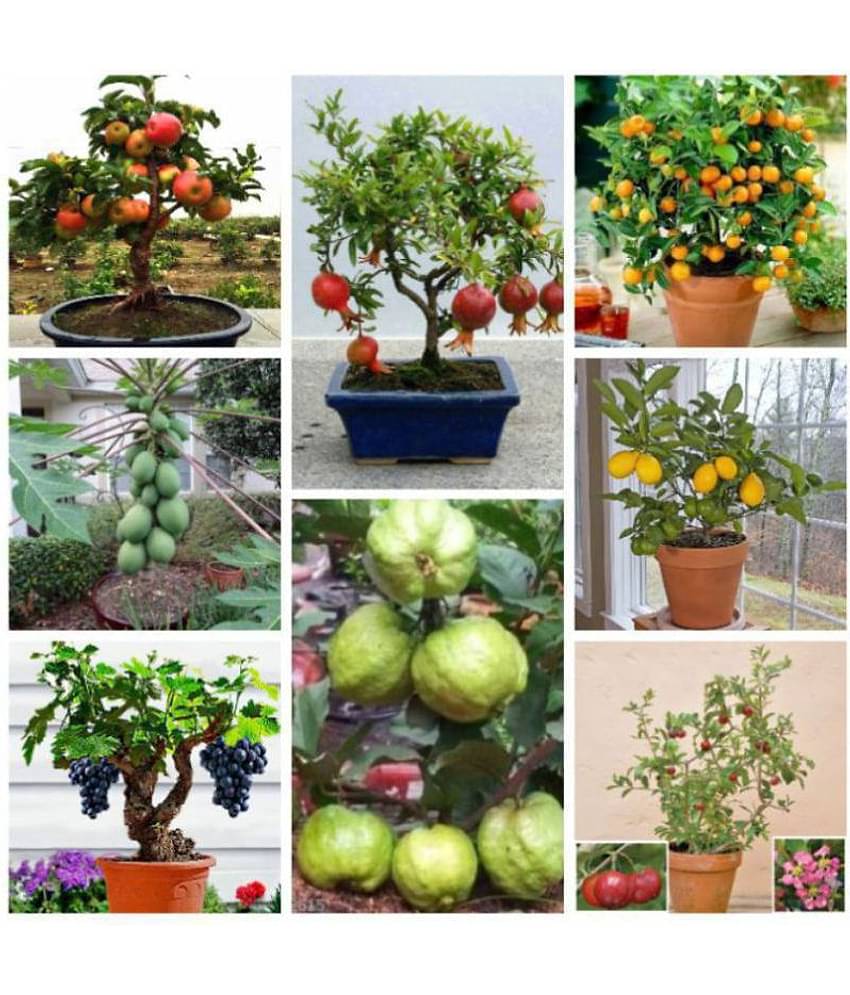 Bonsai Suitable Fruit Seeds Mega Combo 35 SEED( Orange, Lemon, Guava, Grapes, Papaya, Pomegranate) + Instruction Manual