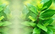 Herbal Henna Powder