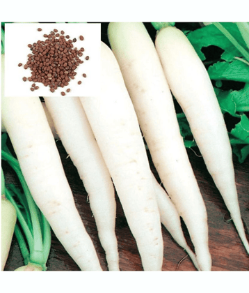 Vedhahi Hybrid White Radish Vegetable ( 50 Seeds )