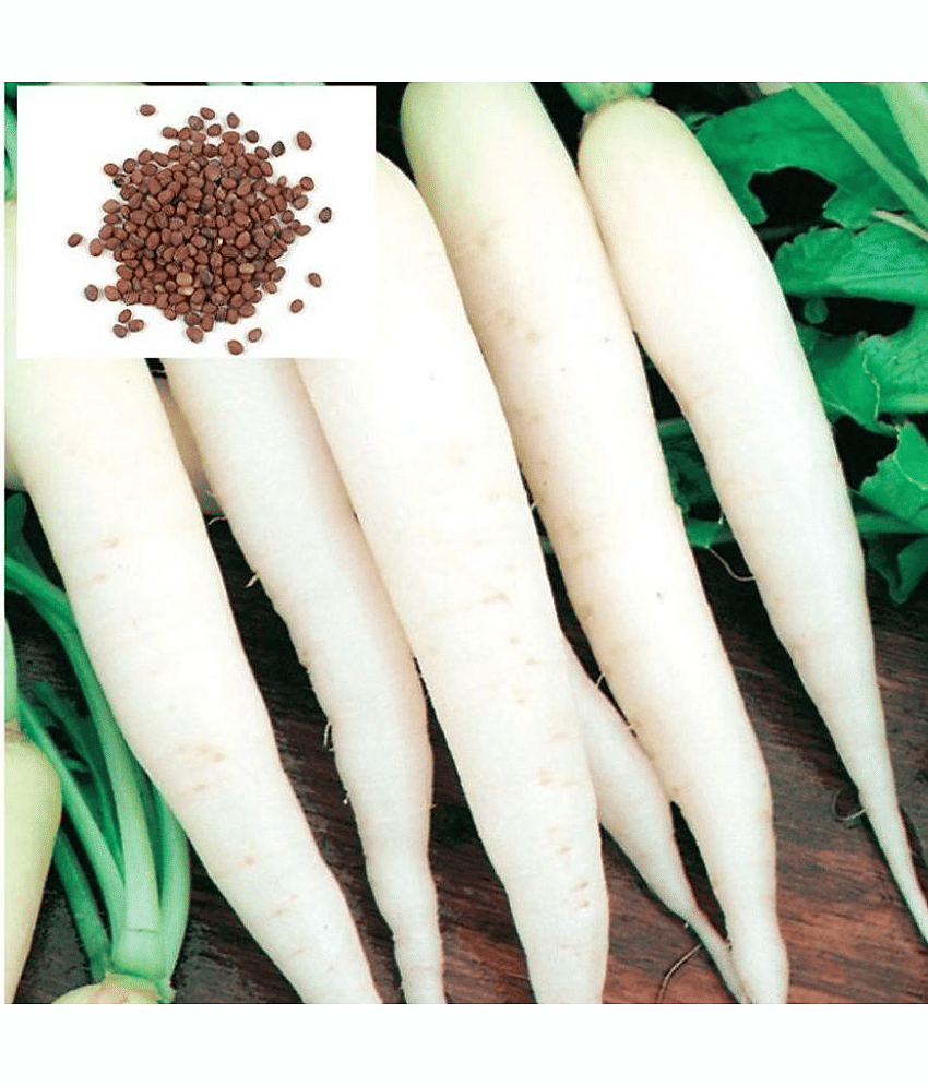 Vedhahi Hybrid White Radish Vegetable ( 50 Seeds )