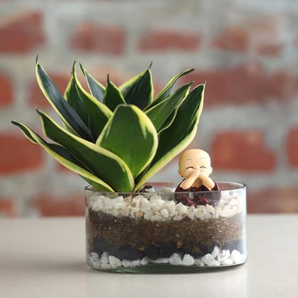 Milt Sansevieria Plant Oval Jar Terrarium