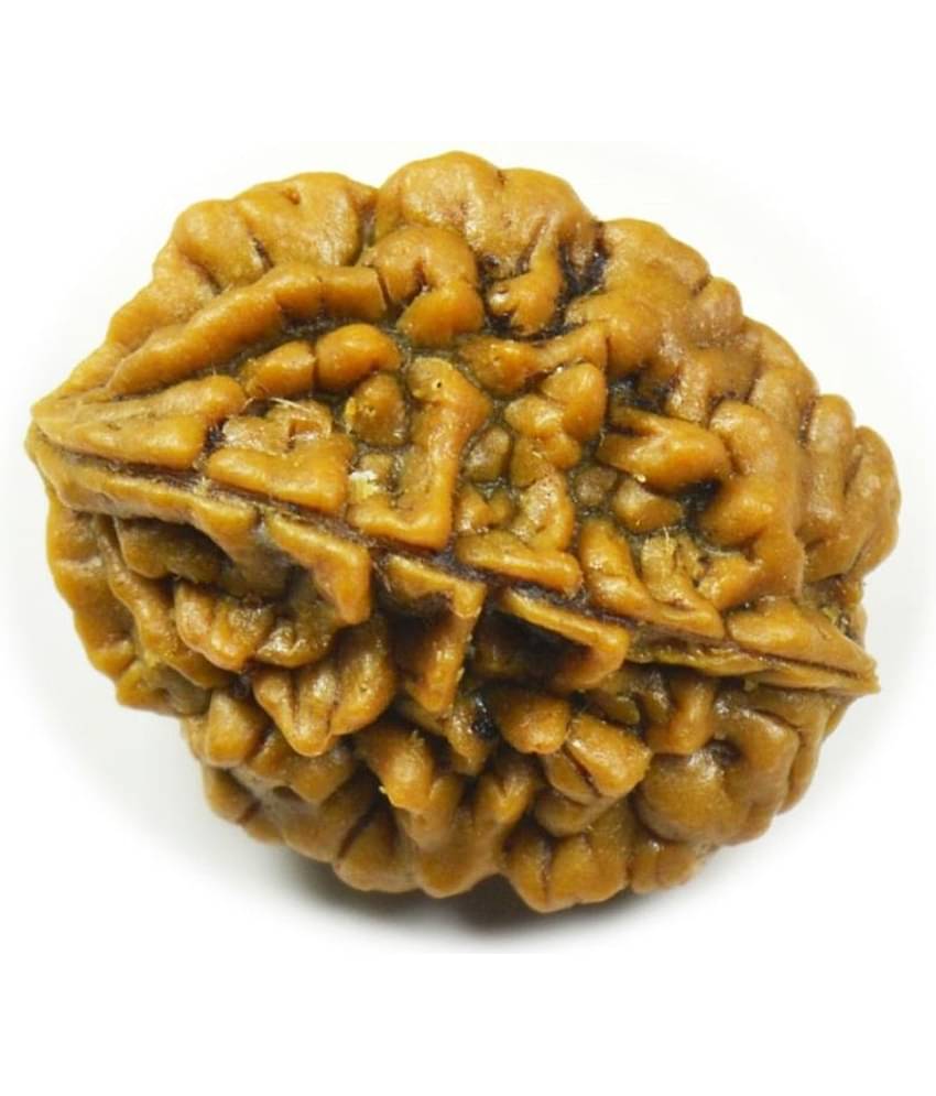 Certified Natural Real 2 Face 2 Mukhi Rudraksha Bead Nepali Loose Chakra Healing Daily Use