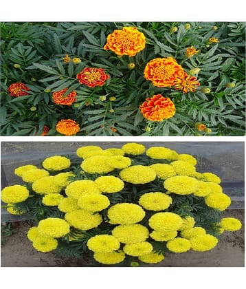 Rare African AND GIANT YELLOW Marigold MIX 100 Seeds PACK WITH COCOPEAT AND MANUAL