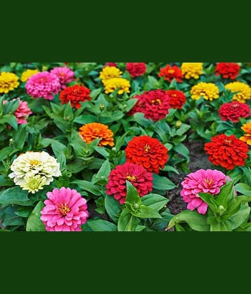 Zinnia flower color mix 50 seeds pack with free cocopeat and user manual