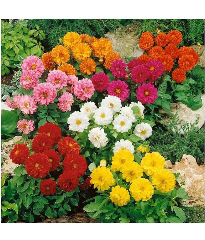 OhhSome Flower Seeds pack of 20