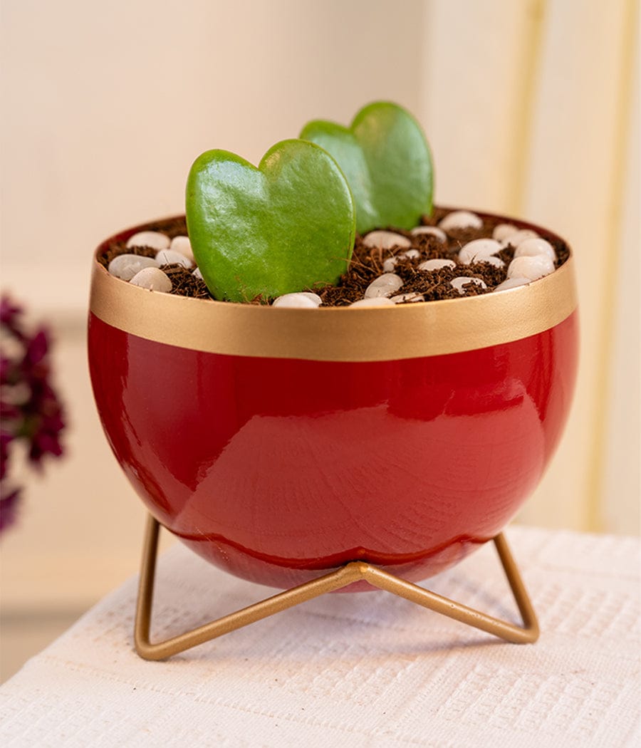 Pair of Hoya Hearts in Red Metal Planter with Stand