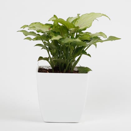 Syngonium White Plant In Imported Plastic Pot