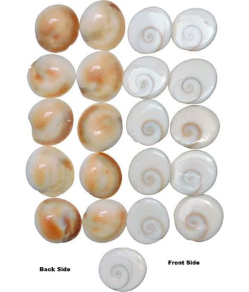 Kriwin 21 pcs Original Gomti / Gomati Chakra